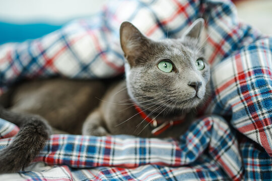 Russian Blue cat resting comfortably on a plaid blanket indoors. Close-up portrait of a gray pet with striking green eyes and soft fur.