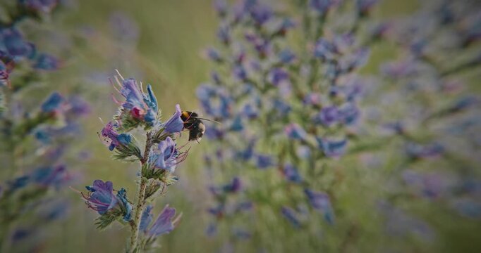 Busy Bee Amongst Beautiful Purple Blossoms, bumblebee bee collecting nectar