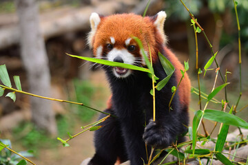 Obraz premium Red panda in the Hong Kong zoo