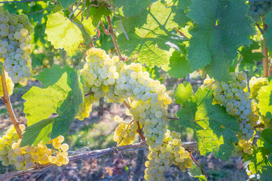 Riesling Grapes Backlit by Sunlight German Vineyard
