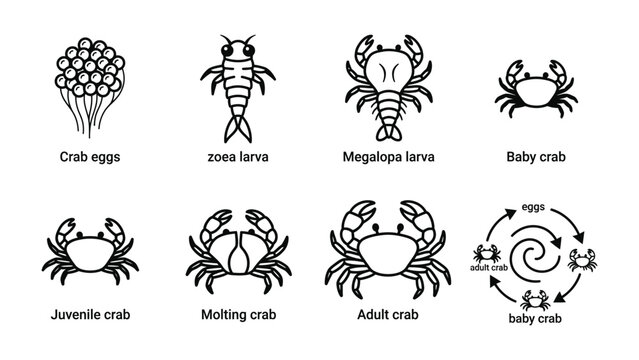 Crab Life Cycle Stages: A diagram illustrating the various stages of a crab's life cycle, from egg to adult, including zoea and megalops larvae.