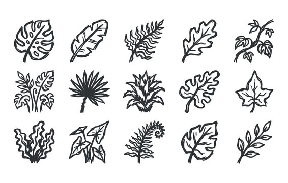 Tropical leaves and exotic jungle foliage including monstera banana palm fronds and fern branches vector leaf set showing hand drawn botanical greenery elements