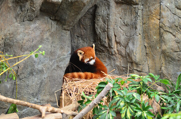 Obraz premium Red panda in the Hong Kong zoo