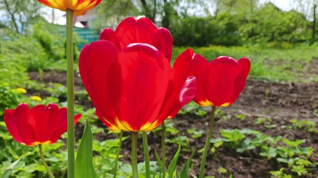 red tulips in sunny weather