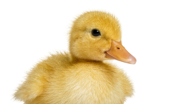 Fluffy yellow duckling with orange beak, isolated on transparent background