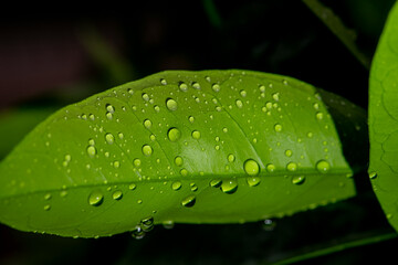 A photography session in an orange grove during rainy weather. A photoshoot of small oranges getting wet in the rain © Mustafa