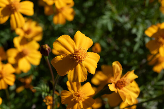 Yellow marigold flower blooming vividly in bright early summer sunlight with soft focus green leaves background and copy space