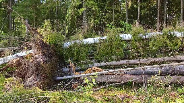 Trees in the forest broken by a hurricane