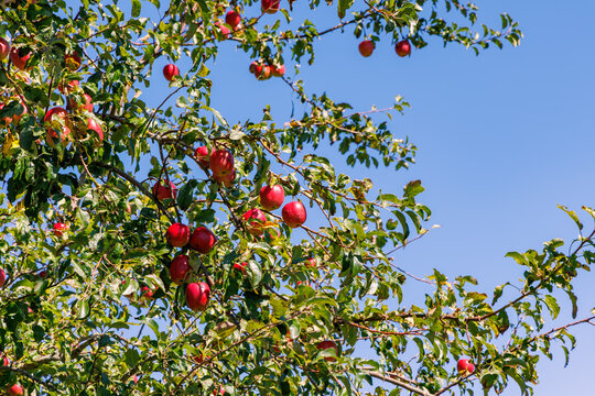 Ripe red apples hanging on tree branches with green leaves under clear blue sky in organic orchard, autumn harvest and healthy fruit concept