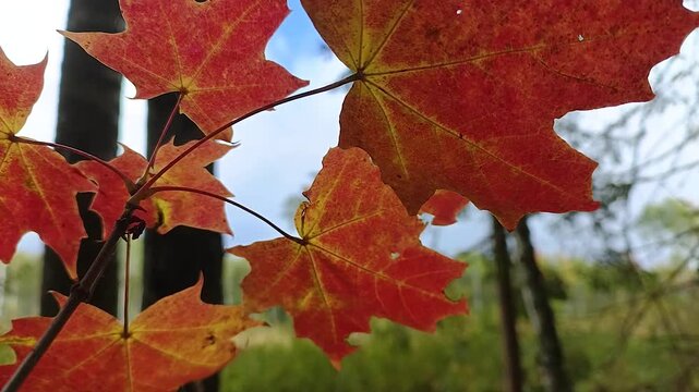 Red autumn leaves in the forest.