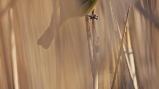 Blue Tit foraging in reeds, sunny autumn morning, wetland songbird feeding behavior, 4K wildlife footage, Germany