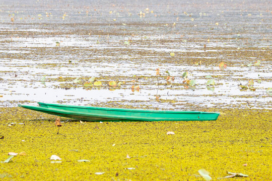 Long green wooden boat floating on duckweed covered water in a rural wetland.