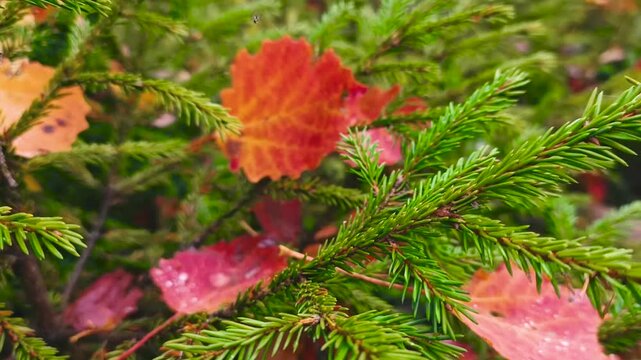 Red autumn leaves in the forest.