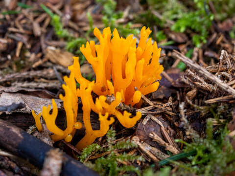 Bright orange coral fungus growing on forest floor among moss. Growing wild on woodland ground, vivid mood, mossy forest floor, macro fungi nature concept