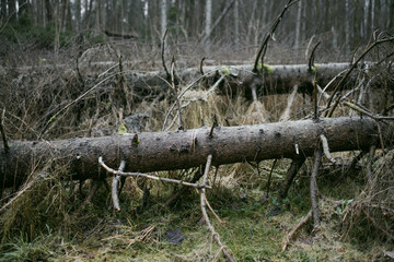 Fototapeta premium Moss, tree bark and fallen deadwood in a damp winter forest without snow. Decaying wood and natural vegetation show the quiet seasonal cycle of a woodland ecosystem.