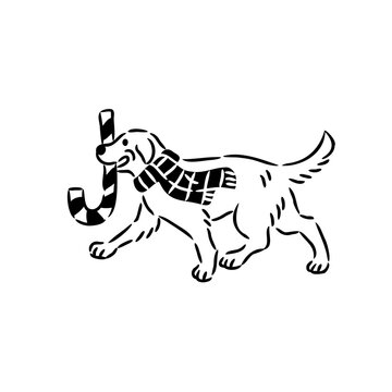 Golden Retriever Dog running with Christmas Candy Cane