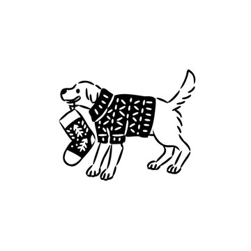 Golden Retriever holding Christmas Stocking in Mouth