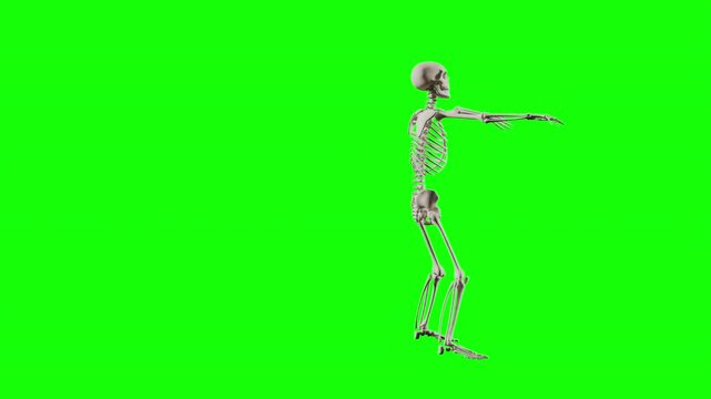 Funny dancing skeleton character animation on Green background