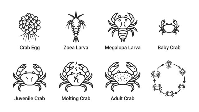Crab Life Cycle Stages: A detailed illustration depicting the complete life cycle of a crab, from egg to adult, showcasing various developmental stages including Zoea larva, Megalopa larva, juvenile.