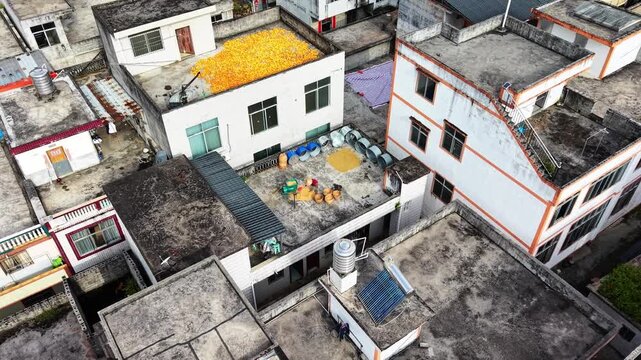 Rural documentary: Farmers raking and turning harvested crops drying on a rooftop