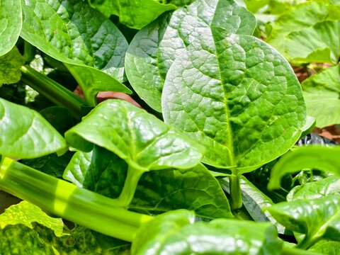 Malabar spinach (Basella alba), a fast-growing, tropical leafy green vegetable with thick, glossy green leaves and succulent stems
