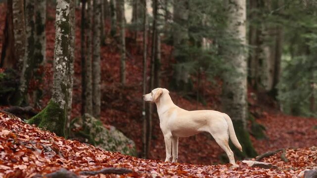 Mixed breed dog stands on a woodland floor covered with warm seasonal foliage. Peaceful fall scenery creates a natural setting for hiking, travel and outdoor exploration.