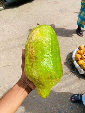 Fresh Giant Citron Fruit Held in Hand at Local Organic Market 