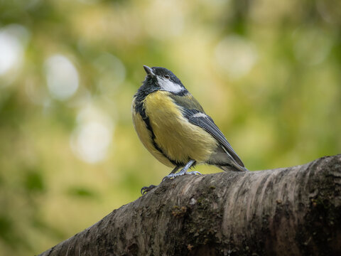 Great tit (Parus major) perched on branch, London, UK.