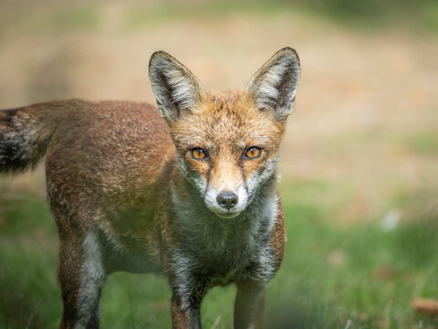 Red fox (Vulpes vulpes) direct eye contact, close portrait, London, UK.