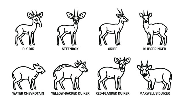 Various Small Antelope Species: An educational illustration showcasing eight distinct species of small antelope, each labeled with its name, including Duiker, Steenbok, and Klipspringer.