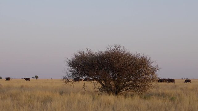 African buffalo (Syncerus caffer )in typical natural Kalahari-Nama Karoo transition habitat near Kimberley, Northern Cape, South Africa, showcasing iconic African wildlife in a wild landscape.