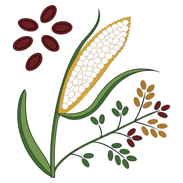 corn on the cob