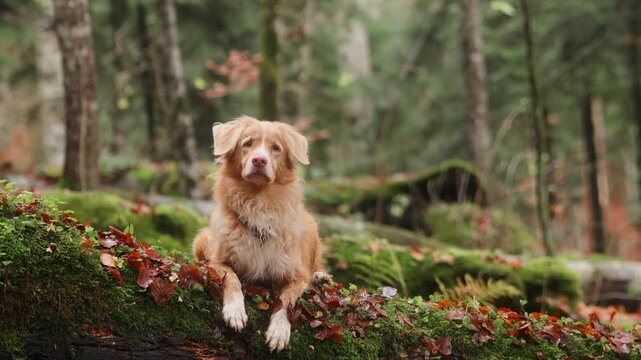 Nova Scotia Duck Tolling Retriever lies on green moss surrounded by woodland vegetation. Quiet fall scenery captures relaxation during a hiking and outdoor travel adventure.
