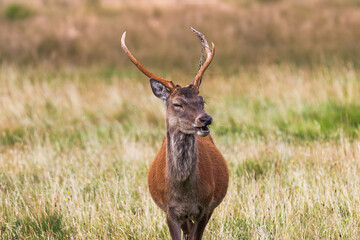 Fototapeta premium Red deer in the wild appearing to laugh chewing on grass, taken on the isle of Arran in Scotland, UK
