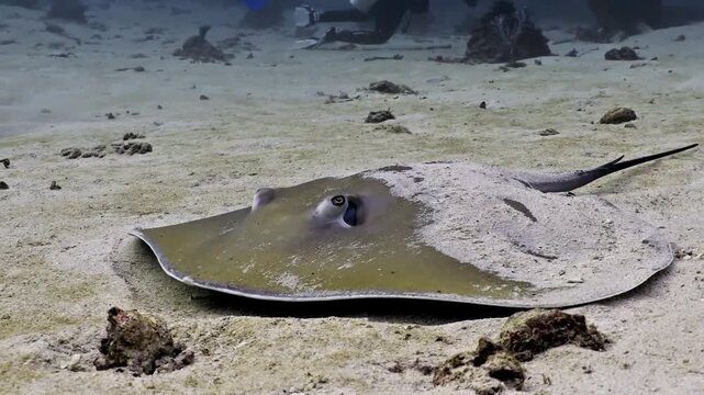 4K Video of a stingray gliding over a sandy ocean floor in clear blue underwater surroundings.