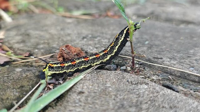 Caterpillar eating leaves