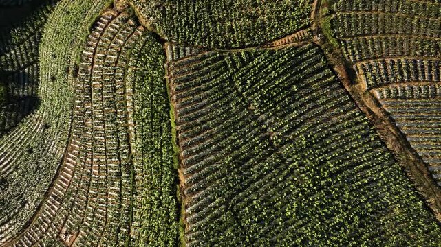 Aerial view of Glapansari Tobacco Plantation in Indonesia.