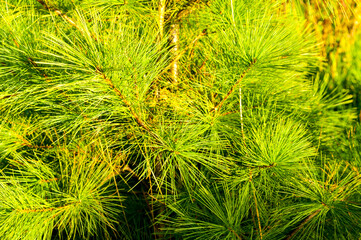 Conifer trees background. Close-up of bright green pine needles. Dense sharp foliage with warm sunlight hitting the tips of the conifer branches © syntheticmessiah