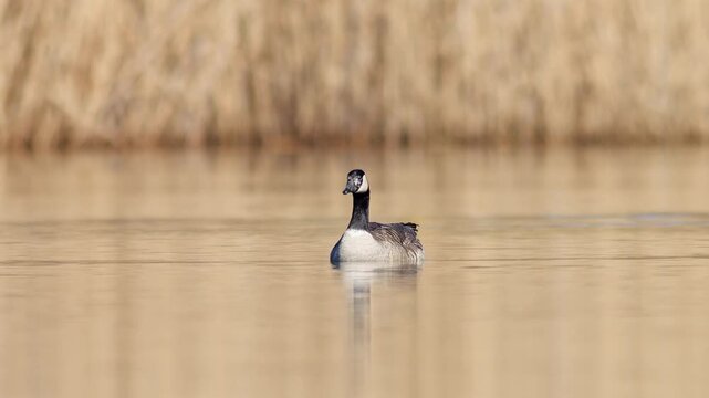 Canada Goose Swimming Alone on Sunny Pond Germany Winter Morning Light 4K Wildlife Footage Water Bird Soaking Warm Sun Relaxation Adult Single Bird Nature Wild Waterfowl