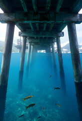 Fototapeta premium Marine conservation and ocean biodiversity, tropical fish swimming under a wooden pier in clear blue water with underwater view of marine ecosystem