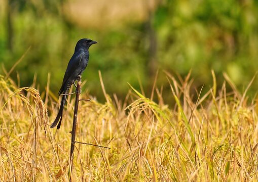 A beautiful black drongo bird perched on a dry stick in a golden meadow field