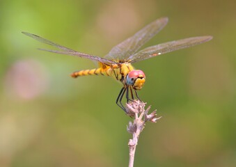 A vibrant yellow and black dragonfly perched on a thin plant stem in nature © eyasin