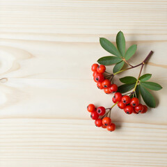 Obraz premium Autumn harvest and seasonal nutrition, fresh rowan berries with green leaves on a light wooden background for healthy food and organic lifestyle design