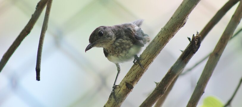 A small yellow rumped warbler perched on a thin tree branch in the forest