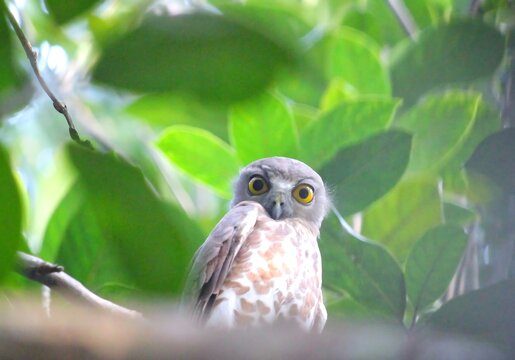 A small cute baby owl perched on a branch surrounded by lush green forest foliage