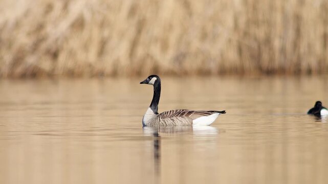 Canada Goose Swimming Alone on Sunny Pond Germany Winter Morning Light 4K Wildlife Footage Water Bird Soaking Warm Sun Relaxation Adult Single Bird Nature Wild Waterfowl