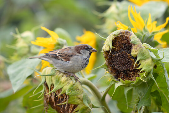 Sparrows search for seeds in sunflowers in August. A beautiful little male sparrow (Passer domesticus). Once very common, the sparrow is now an endangered bird in Finland.