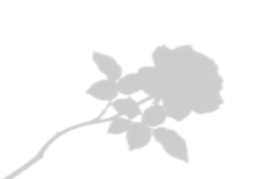 Natural light shadow overlay of rose flower and leaves isolated on transparent background