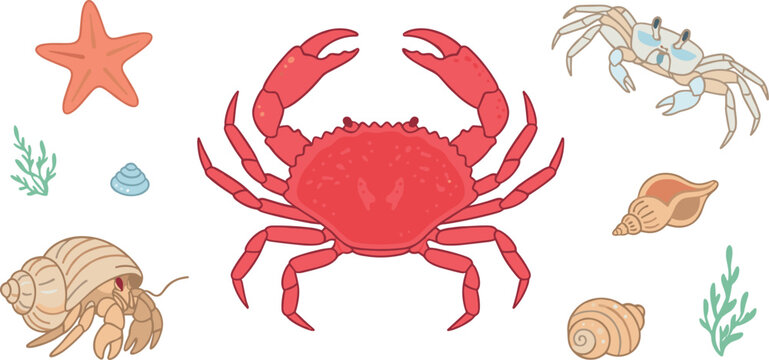 Detailed crab vector set featuring cartoon red crab hermit crab starfish marine seashells and underwater seaweed elements on white background