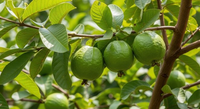 Guava fruit photo, fresh green guavas hanging on tree branch in tropical orchard orchard agriculture harvest
